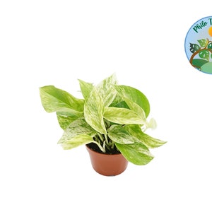 Marble Queen Pothos - 4" from Philo Tropicals