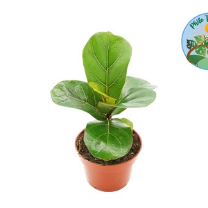 Dwarf Fiddle Leaf Fig - 4'' from Philo Tropicals