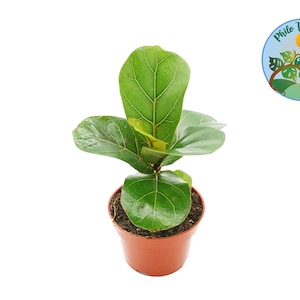Dwarf Fiddle Leaf Fig - 4&#39;&#39; from Philo Tropicals