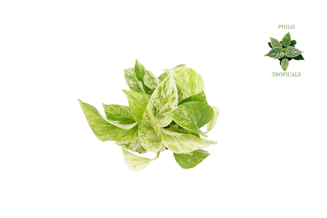 Marble Queen Pothos 4 from Philo Tropicals Etsy