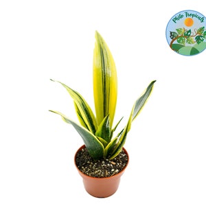 Sansevieria Gold Flame - 4&#39;&#39; from Philo Tropicals