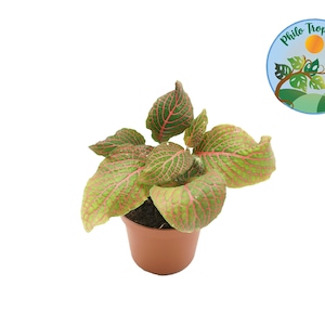 Red Fittonia - 3&#39;&#39; from Philo Tropicals