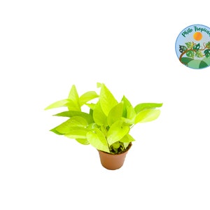 Neon Pothos -4&#39;&#39; from Philo Tropicals