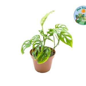 Monstera Adansonii (Swiss Cheese) - 4&#39;&#39; from Philo Tropicals