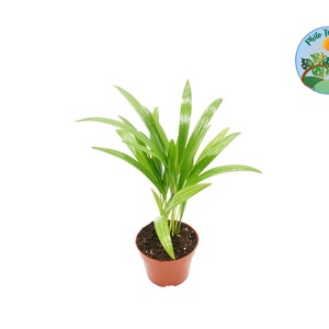Areca Palm (Golden Cane Palm) - 4&quot; from Philo Tropicals