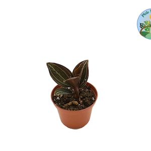 Black Jewel Orchid - 3&#39;&#39; from Philo Tropicals