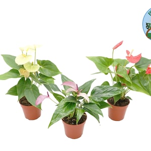 Assorted Anthurium  Combo -4''  from Philo Tropicals