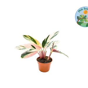 Calathea Triostar - 4 po. de Philo Tropicals