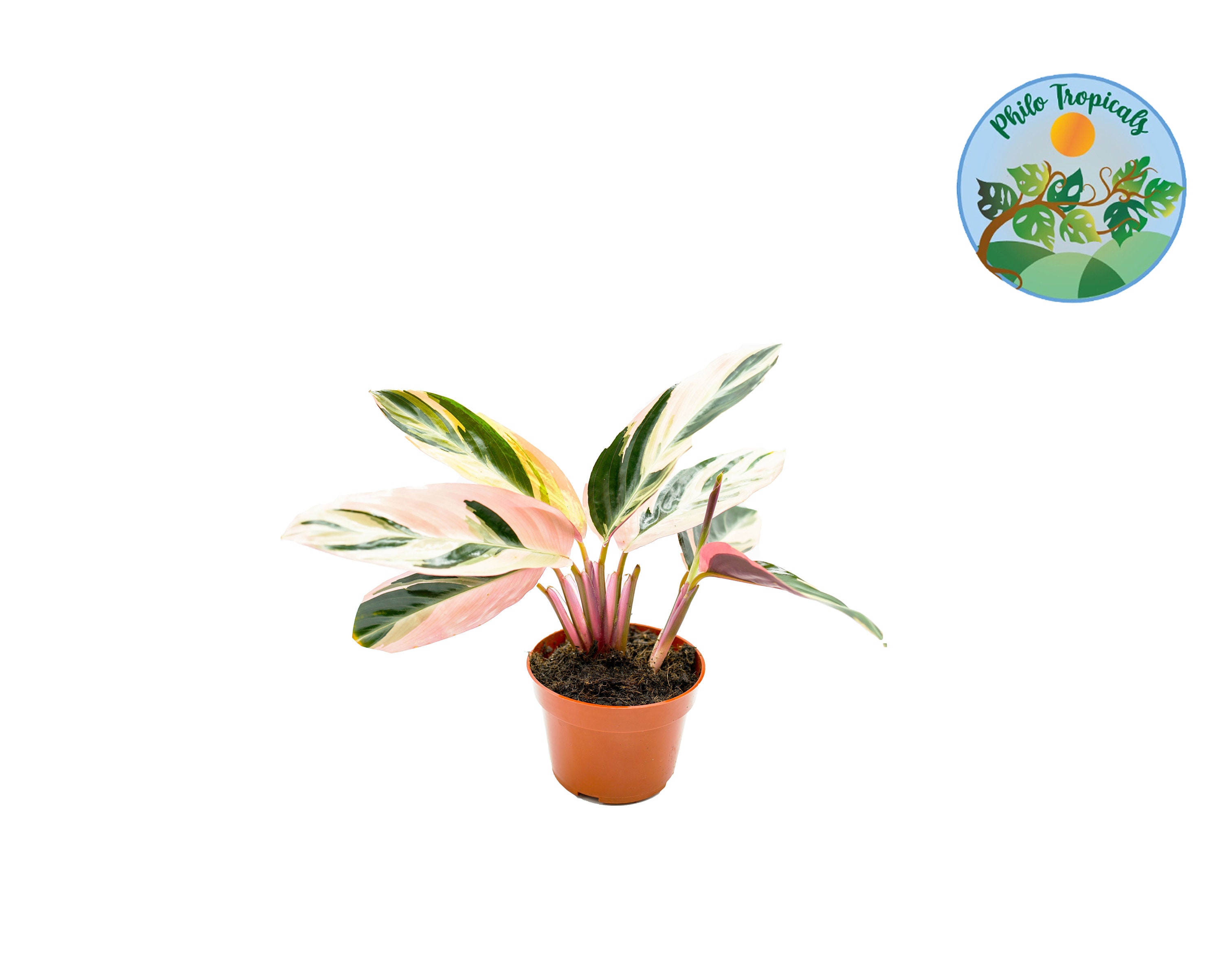 calathea dottie pflege Calathea 'Dottie' – Peacock Plant main image 0