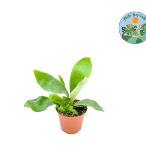 Staghorn Fern - 2'' from Philo Tropicals
