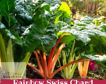 Könnte beinhalten: Regenbogen-Mangold-Pflanzen mit großen, krausen grünen Blättern und leuchtenden Stielen in Weiß, Orange und Rot. Der Text "kansbaim" und "Rainbow Swiss Chard Seeds" ist im unteren Bereich des Bildes aufgedruckt.