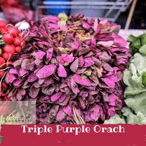 May include: A large bunch of vibrant purple orach leaves with deep magenta and dark violet tones, positioned next to a cluster of bright red radishes and green lettuce leaves, with the text Triple Purple Orach visible at the bottom.