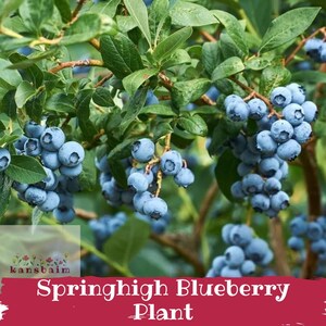 Springhigh Blueberry 3-6" Starter Plug, Southern Highbush, Extra Large Sweet Berries, Early Harvest