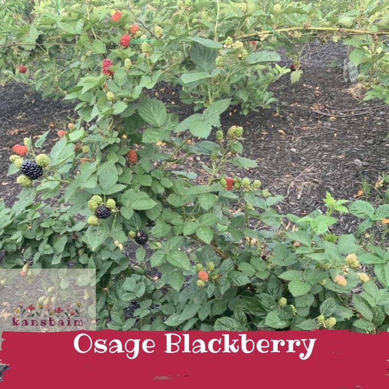 May include: A blackberry bush with green leaves and various stages of berries, from green to red to ripe black. The text "Osage Blackberry" is displayed on a red banner at the bottom of the image.