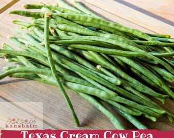 Texas Cream Cow Pea Seeds, 40 Southern Pea, Vigna Unguiculata, Bush Bean (100)