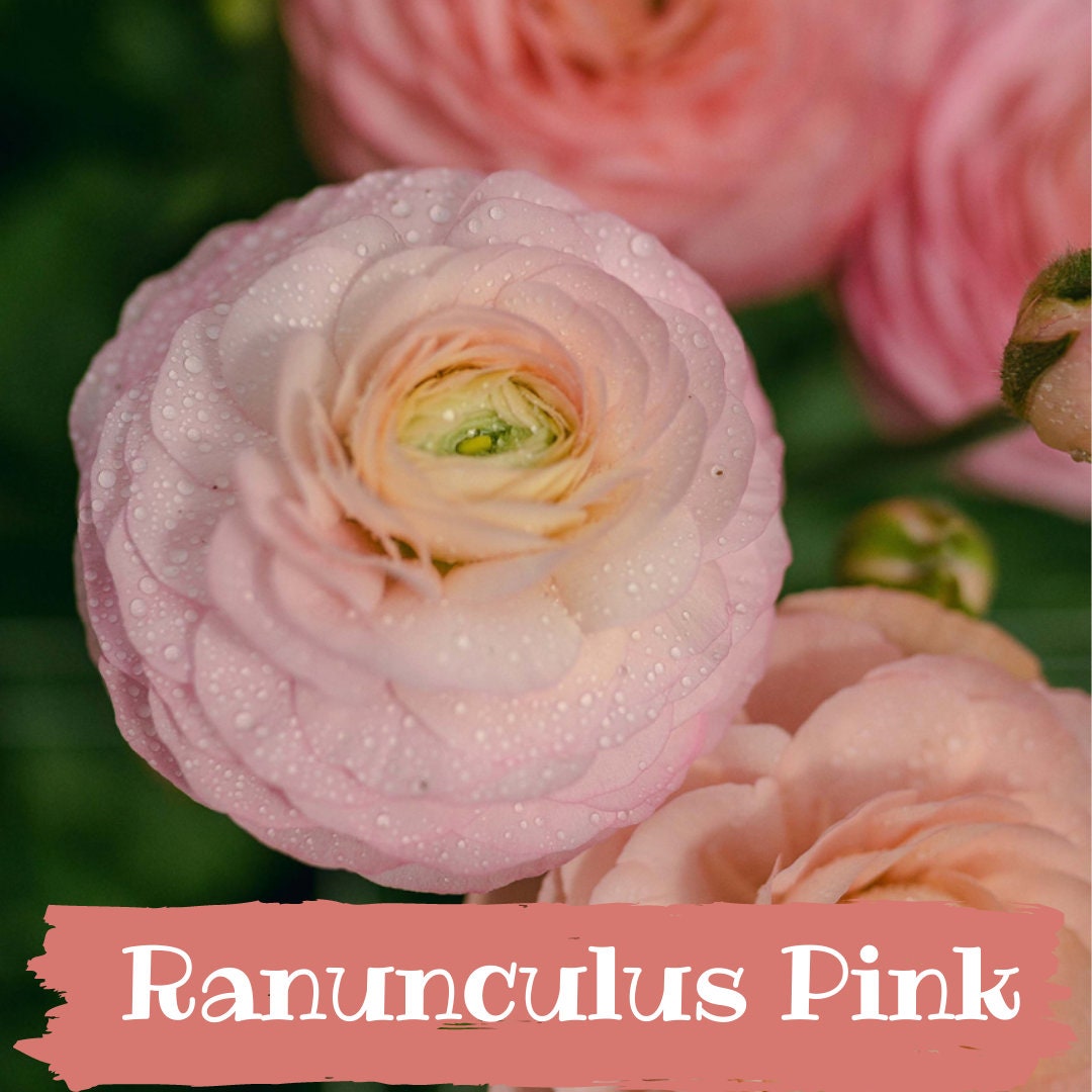 10 bulbes de Ranunculus Picotee Pink Bulbs Renoncule persane - Etsy Canada