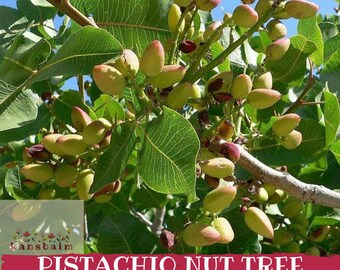 Könnte beinhalten: Nahaufnahme eines Pistazienbaumzweigs mit grünen Blättern und Pistazienbüscheln. Die Pistazien sind eine Mischung aus Grün und Rotbraun. Der Text unten lautet "PISTACHIO NUT TREE SEEDS".