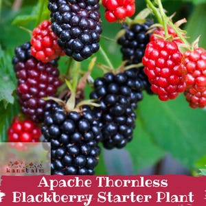May include: A cluster of blackberries in various stages of ripeness, ranging from bright red to deep black, hanging from green stems. The text at the bottom reads: Apache Thornless Blackberry Starter Plant, with a small logo above it.