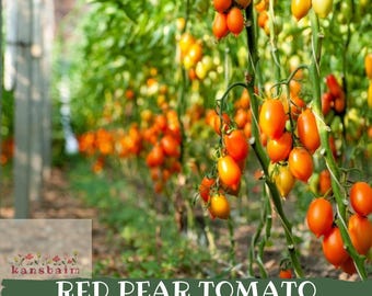Könnte beinhalten: Bild von Red Pear Tomatensamen. Das Bild zeigt eine Nahaufnahme einer Tomatenpflanze mit Trauben reifer, orange-roter, birnenförmiger Tomaten. Der Hintergrund ist eine verschwommene Ansicht eines Gewächshauses mit grünem Laub. Der Text "Red Pear Tomato Seeds" wird angezeigt.