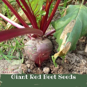 May include: A close-up of a giant red beet growing in the soil. The beet has a deep red color with green leaves and red stems. The text "Giant Red Beet Seeds" is displayed at the bottom of the image.