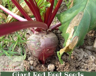 Könnte beinhalten: Nahaufnahme einer riesigen roten Bete, die im Boden wächst. Die Bete hat eine tiefrote Farbe mit grünen Blättern und roten Stielen. Der Text "Giant Red Beet Seeds" wird am unteren Rand des Bildes angezeigt.