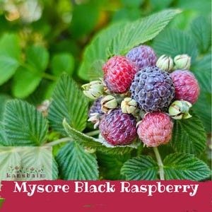 May include: Close-up of a cluster of Mysore Black Raspberries, showcasing a mix of red and dark purple berries. The image highlights the textured surface of the berries, surrounded by green leaves and buds. The text "Mysore Black Raspberry" is displayed at the bottom.