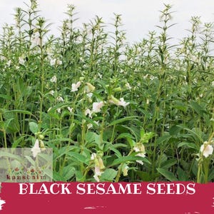 Puede incluir: Un campo de plantas de sésamo con hojas verdes y flores blancas. La imagen presenta el texto "BLACK SESAME SEEDS" en letras blancas sobre un fondo rojo. Las plantas están en plena floración.