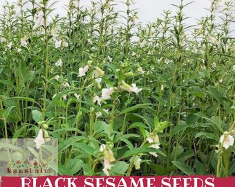 Könnte beinhalten: Ein Feld mit Sesampflanzen mit grünen Blättern und weißen Blüten. Das Bild zeigt den Text "BLACK SESAME SEEDS" in weißen Buchstaben auf rotem Hintergrund. Die Pflanzen stehen in voller Blüte.
