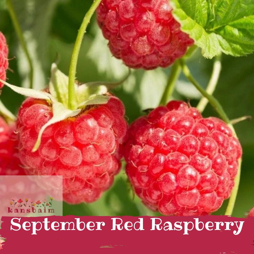 Hardy Raspberry Plants September Red Raspberry - Ultra Cold Hardy - No Trellis Required ...