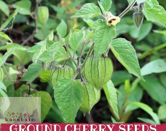 Könnte beinhalten: Nahaufnahme einer Andenbeere-Pflanze mit grünen, laternenartigen Früchten und Blättern. Das Bild enthält den Text "GROUND CHERRY SEEDS" in einem roten Banner. Die Pflanze hat eine zarte Blüte und ist von grünem Laub umgeben.
