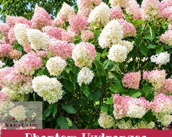 Könnte beinhalten: Eine Phantom-Hortensien-Starterpflanze mit zahlreichen kegelförmigen Blütenclustern, die von Cremeweiß zu zartem Rosa übergehen. Der Strauch hat sattes grünes Laub und ist mit dem Text Phantom Hydrangea Starter Plant versehen.