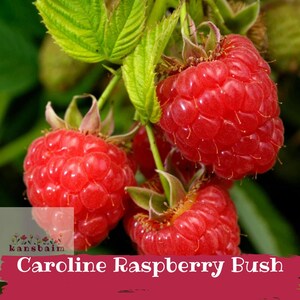 May include: Close-up of ripe red Caroline raspberries on a bush with green leaves. The image includes the text "Caroline Raspberry Bush" in a red banner.
