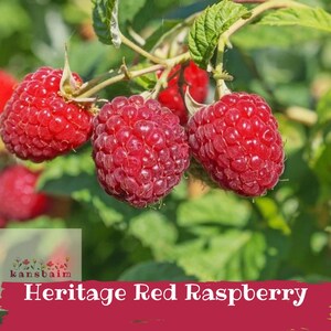 May include: Close-up of ripe, red Heritage Red Raspberries on a green leafy branch. The image features three large, juicy berries with a textured surface. The text "Heritage Red Raspberry" is displayed at the bottom.