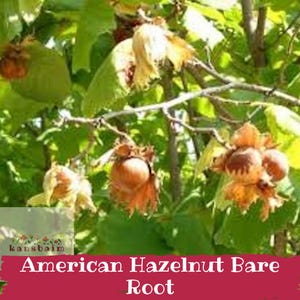 May include: Clusters of brown hazelnuts encased in light green, ruffled husks hanging from thin branches with vibrant green leaves. The image includes the text 'kansbaim' and 'American Hazelnut Bare Root' on a dark red banner at the bottom.