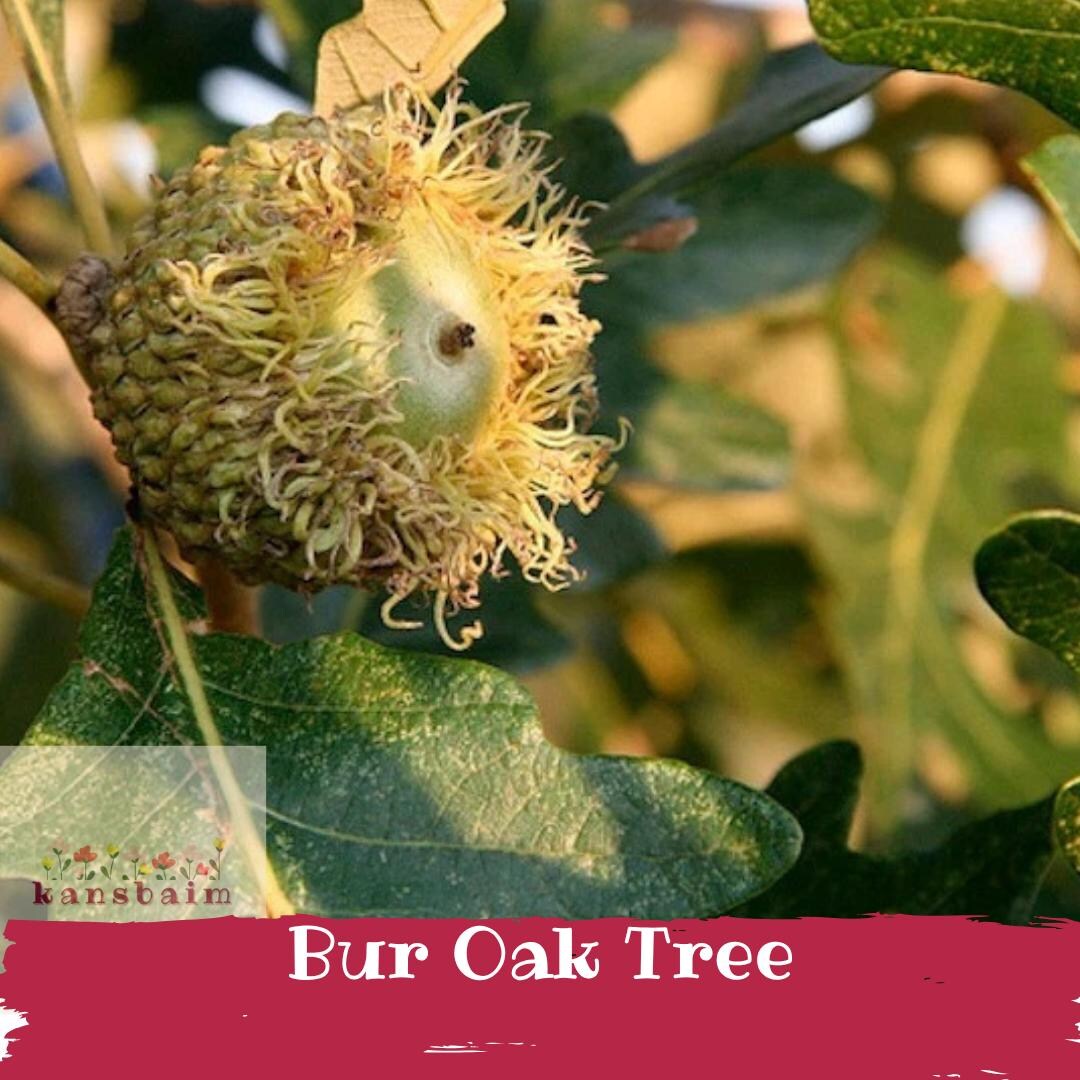 Bur Oak Tree | Massive Hardy Shade Tree | Live Bare Root Seedling - Etsy