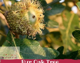 Bur Oak Tree | Massive Hardy Shade Tree | Live Bare Root Seedling