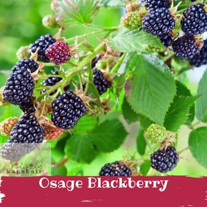 May include: Close-up of Osage blackberries on a green leafy branch. The ripe berries are a deep black color, while some are still red or green. The image features the text "Osage Blackberry" in a red banner.