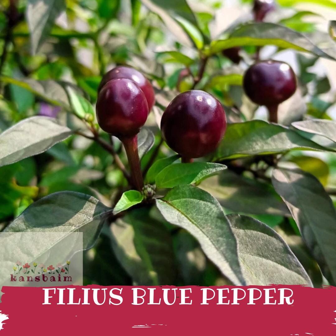 20 Filius Blue Pepper Seeds, Capsicum Annuum, Ornamental Christmas ...