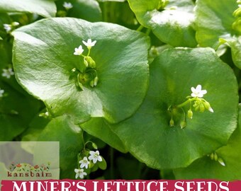 Könnte beinhalten: Nahaufnahme von Pflanzen des Winterportuls mit runden, grünen Blättern und kleinen weißen Blüten. Das Bild zeigt unten ein rotes Banner mit dem Text "MINER'S LETTUCE SEEDS". Die Pflanzen sind scharf, mit einem unscharfen Hintergrund anderer Pflanzen.