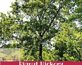 Könnte beinhalten: Ein üppiger, grüner Pignut-Hickory-Baum mit braunem Stamm und Ästen, vor einem hellen Himmel. Das Bild zeigt den Text "Pignut Hickory" in weißen Buchstaben auf einem roten Banner.