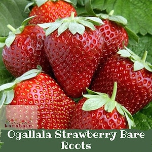 May include: Close-up of several ripe, red strawberries with green leaves. The strawberries have a textured surface and green stems. The image includes the text "Ogallala Strawberry Bare Roots".