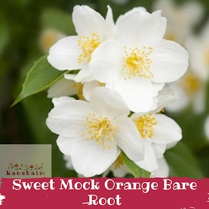 Sweet Mock Orange Live Shrub | Philadelphus Coronarius Fragrant White Flowering Bare Root