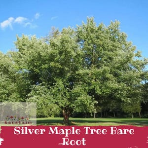 May include: A mature silver maple tree with lush green foliage and a sturdy trunk stands against a bright blue sky. The text "Silver Maple Tree Bare Root" is displayed on a red banner at the bottom of the image.