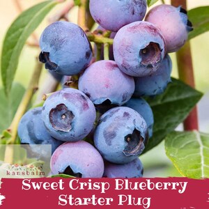 May include: Close-up of a cluster of ripe blueberries, showcasing their deep blue and purple hues. The berries are round and plump, with a slight bloom. Green leaves and stems provide a natural backdrop. Text at the bottom reads "Sweet Crisp Blueberry Starter Plug."