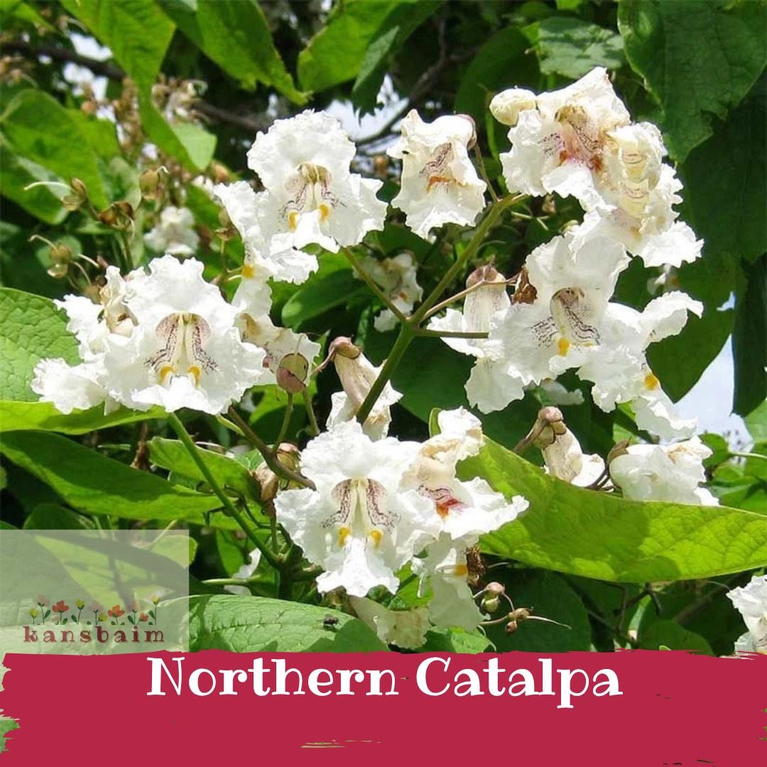 Catapulta Tree Northern Catalpa Tree - Catalpa Speciosa - Showy White Orchid Blooms ...