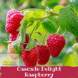 Cascade Delight Red Raspberry - Root Rot Resistant - Large Sweet Fruit - Nearly Thornless