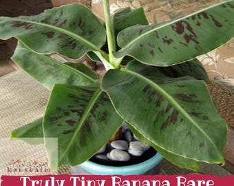 Truly Tiny Banana Bare Root | Musa Acuminata 3-6" Live Houseplant, World's Smallest Fruit Tree