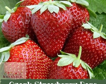 May include: A cluster of ripe, bright red strawberries with green leafy caps, featuring a small square logo with the text "kansbaim" and the white text "Ozark Strawberry Bare Roots" overlaid at the bottom of the image.