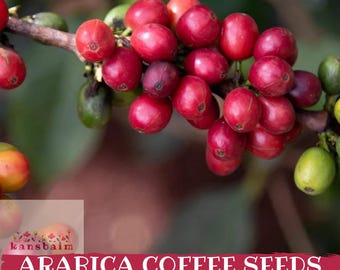 Könnte beinhalten: Nahaufnahme eines Zweigs der Arabica-Kaffeepflanze mit leuchtend roten Kaffeekirschen. Einige Kirschen sind noch grün. Der Text "ARABICA COFFEE SEEDS" ist auf einem roten Banner zu sehen.