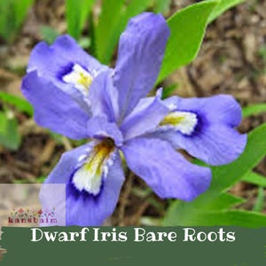10 Dwarf Crested Iris Bare Roots, Iris Cristata Native Wildflower, Early Spring Bloomer